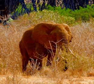 Tsavo rote Elefanten