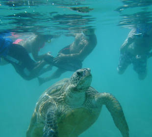 Schildkröte in der Blauen Lagune