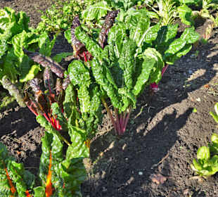 Rundgang durch den Botanischen Garten Hamburg