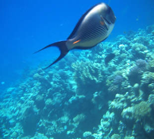 Wir nannten ihn "Griesgram", immer mies drauf. 