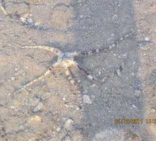 Riffdach-Schlangenstern