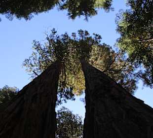 Gleichmäßig gewachsen