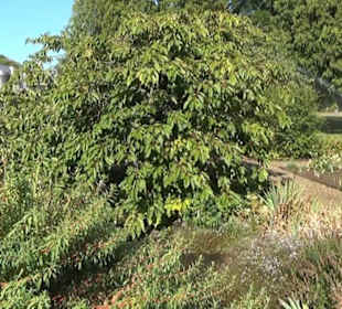 Irisgarten - Berggarten