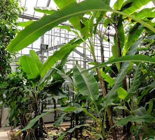 Mpressionen aus den Gewächshäusern