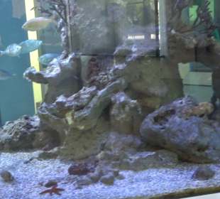 Staatliches Naturkunde Museum