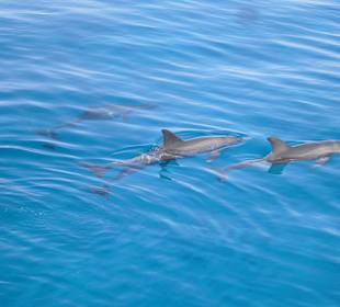 Delfine im Roten Meer