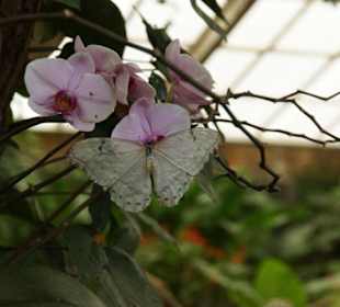 Mariposario de Benalmàdena