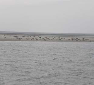 Seehundbank Tegeler Plate