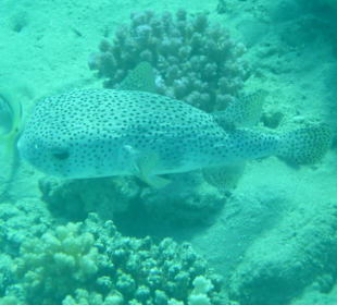 Schnorcheln Makadi Bay