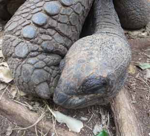 Die Schildkröten auf Prison Island