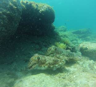 Sepia and calamars diving 