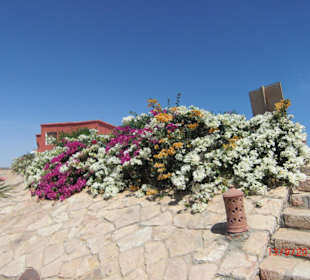 Wunderschöne Blumenpracht in Sharm el naga