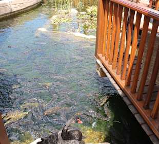 See mit Tieren unter dem schwimmenden Markt