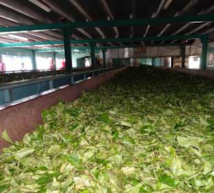 Hochland von Sri Lanka