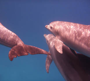 SolisTrip / Delfintour / Ägypten