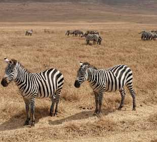 Geführte Touren Paradies Safari
