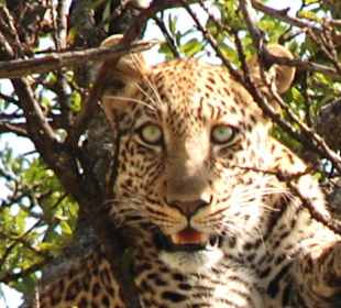 Leopard