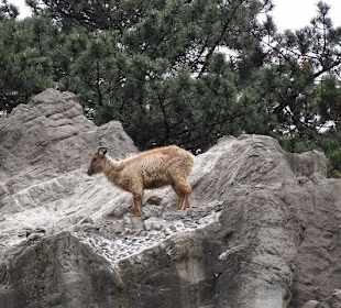 Gemsen, hoch auf dem Berg
