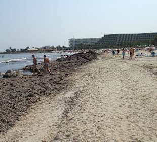 Der tolle Strand von Sa Coma 8.2007