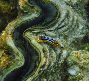Pyjama Schnecke
