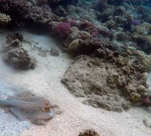 Riff direkt am Hotelstrand