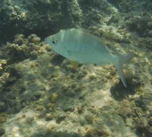 Unterwasseraufnahme am Hausriff