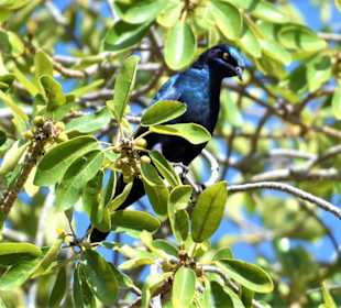 Grünschwanzglanzstar