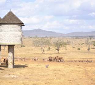 Sarova Salt Lick