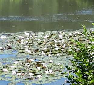 Stadtrundgang Bremervörde
