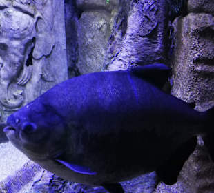 Aquarium Antalya