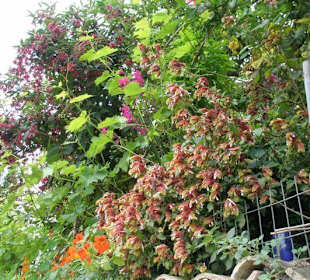 Farbenspiel der Pflanzen