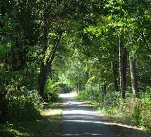 Sommer-Impressionen aus dem Park Links der Weser