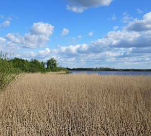 Reetflächen am Bederkesaer See