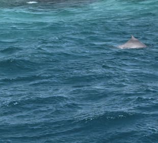 Delfin Tour Hurghada