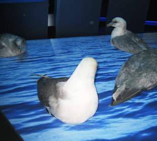 Versch. Meeresbewohner