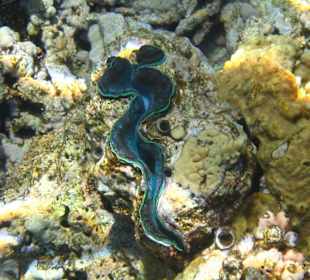 Gemeine Riesenmuschel