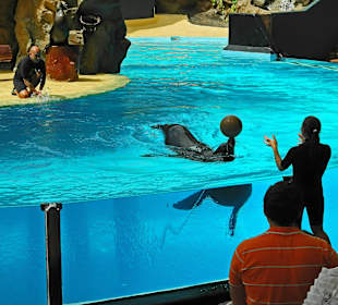 Robben spielen mit Bällen