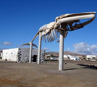 Walskelett im Außenbereich der Saline
