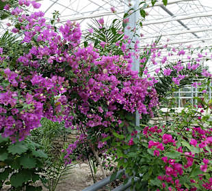 Botanischer Garten Balzik