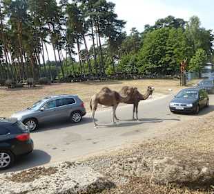Auch Kamele sind neugierig