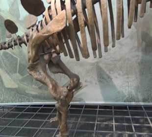 Dinosaurier