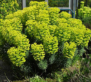Spaziergang durch den Berggarten Hannover