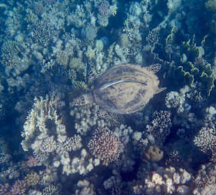 Schnorcheln Makadi Bay