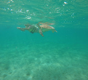 Turtle