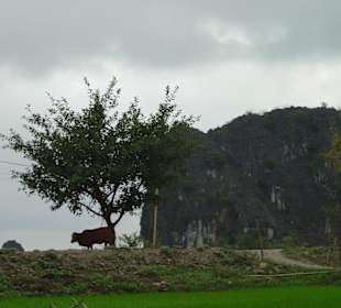 Trockene Halongbucht