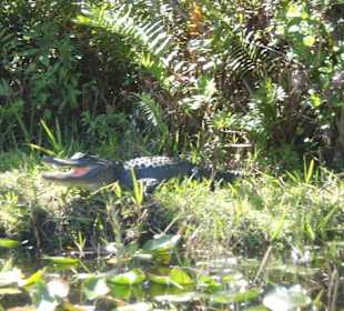 Everglades Safari Park