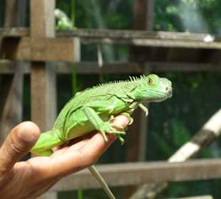 Iguana Project