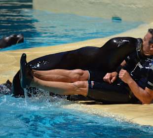 Show de Leones Marinos