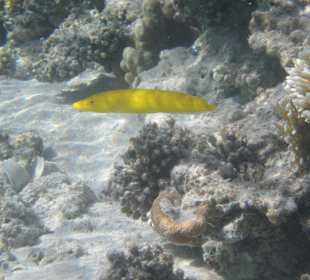 Gelber Zigarrenlippfisch in schöner Umgebung