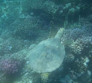 Schildkröte am Hausriff